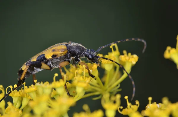 Rutpela Maculata Пятнистый Лонгхорн Вид Жуков Семейства Cerambycidae Подсемейство Lepturinae — стоковое фото