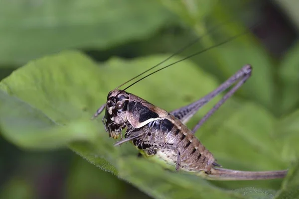 Macedonian Dark Bush Cricket Pholidoptera Macedonica Греция — стоковое фото