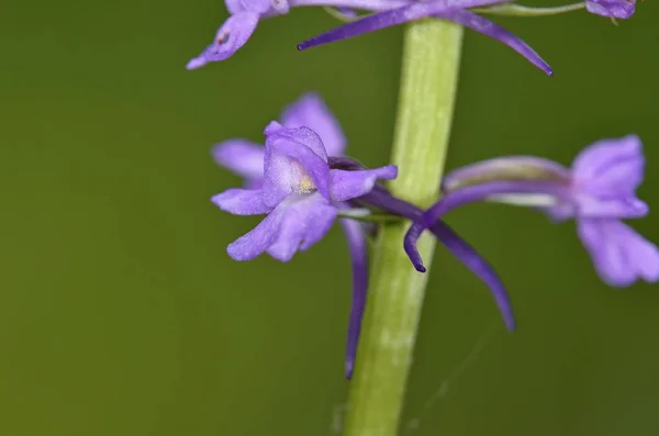 Gymnadenia Conopsea Allmänt Känd Som Doftande Orkidé Eller Marsh Doftande — Stockfoto