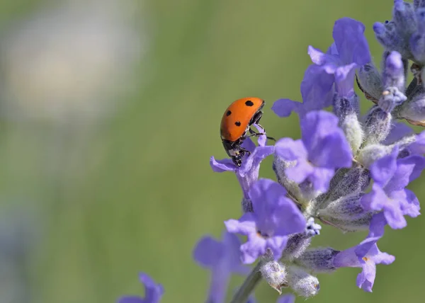 Coccinella septempunctata, yedi noktalı uğur böceği veya Kuzey Amerika'da yedi benekli uğur böceği veya C-7, Yunanistan