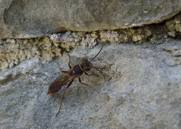 Sceliphron Curvatum Insecto Género Sceliphron Família Sphecidae Grécia — Fotografia de Stock