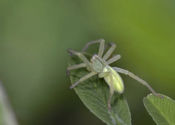 Aranha Caçadora Micrommata Grécia — Fotografia de Stock