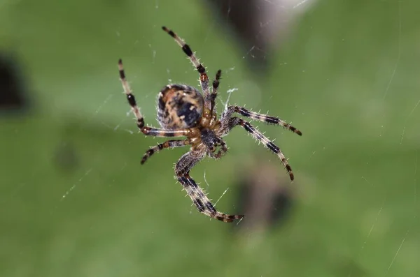 Spin Soort Araneus Diadematus Wordt Vaak European Garden Spider Diadeem — Stockfoto