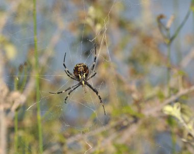 Argiope bruennichi veya eşek arı örümceği, Girit
