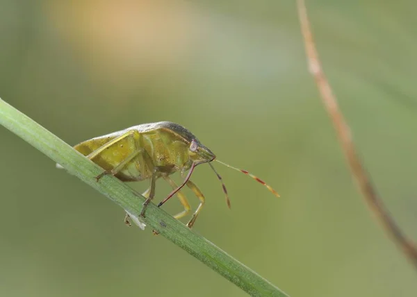 Nezara Viridula Comúnmente Conocido Como Insecto Apestoso Verde Del Sur — Foto de Stock