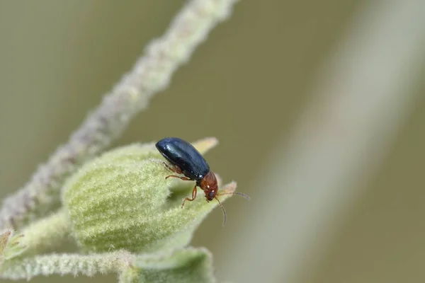 Подарки Род Скелетонизирующих Листовых Жуков Принадлежащих Семейству Chrysomelidae Подсемейству Galerucinae — стоковое фото