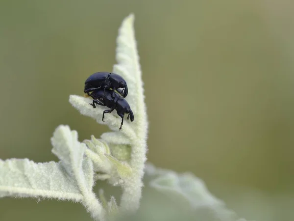 Baridinae Podrodzina Prawdziwych Ryjkowce Curculionidae Kreta — Zdjęcie stockowe