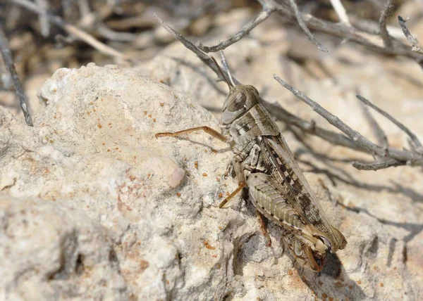 Calliptamus Género Botânico Pertencente Família Acrididae Subfamília Calliptaminae Creta — Fotografia de Stock