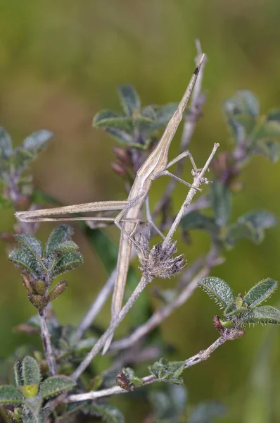 Long Headed Grasshopper Acrida Turrita Crete — Stock Photo, Image