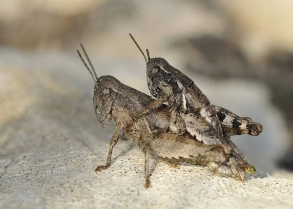 Pezotettix Giornae Uma Espécie Gafanhoto Família Acrididae Subfamília Catantopinae — Fotografia de Stock