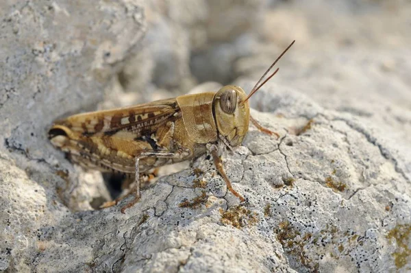 Μια Ακρίδα Του Calliptamus Από Την Κρήτη Ελλάδα — Φωτογραφία Αρχείου