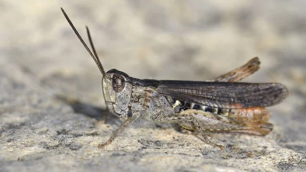 Chorthippus Glyptobothrus Bornhalmi Acridid Gräshoppor Crete — Stockfoto