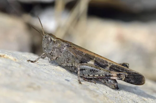 Aiolopus Strepens Una Especie Saltamontes Perteneciente Familia Acrididae Subfamilia Oedipodinae — Foto de Stock