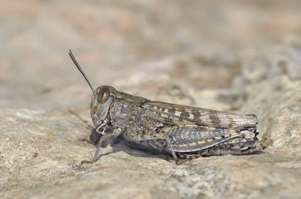 Calliptamus Ist Eine Gattung Der Kurzhörnchen Heuschrecke Aus Der Familie — Stockfoto