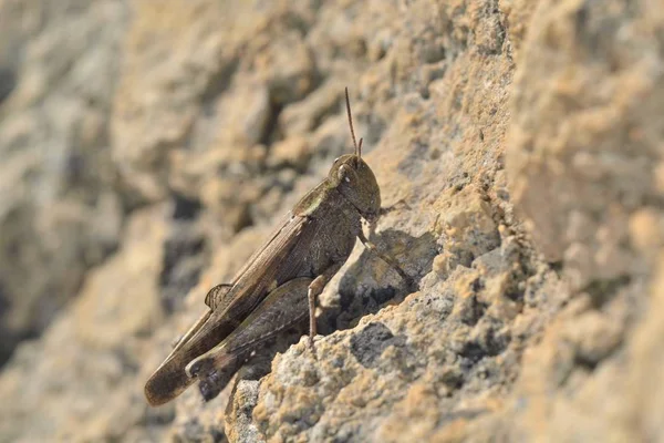 아이올로푸스 스트레펜스 브로드 메뚜기 아크리디다에 오디포디나에 크레타에 속하는 메뚜기의 종입니다 — 스톡 사진