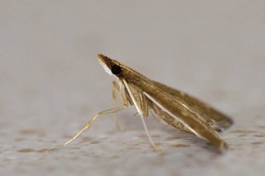 Dolicharthria, Crambidae familyasına ait küçük güveler cinleri.