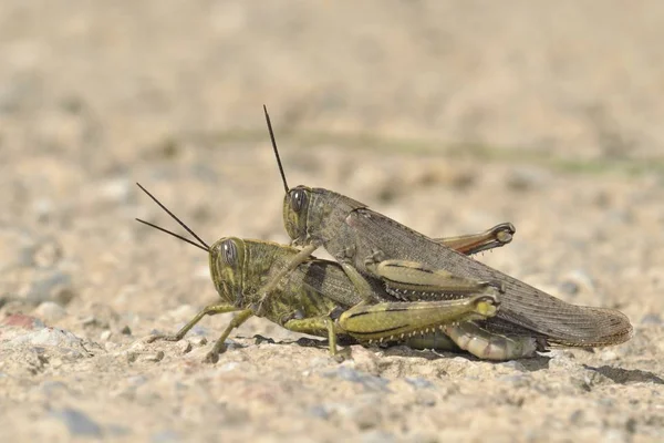 Anacridium Aegyptium Uma Espécie Insecto Pertencente Subfamília Cyrtacanthacridinae Creta — Fotografia de Stock