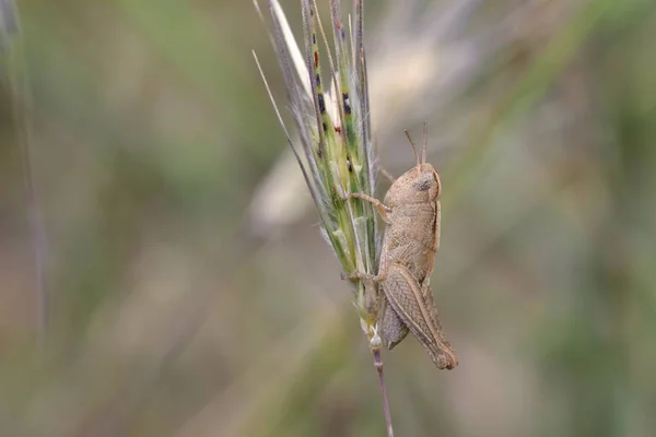 Aiolopus Género Gafanhoto Família Acrididae Subfamília Oedipodinae Tribo Epacromiini Creta — Fotografia de Stock