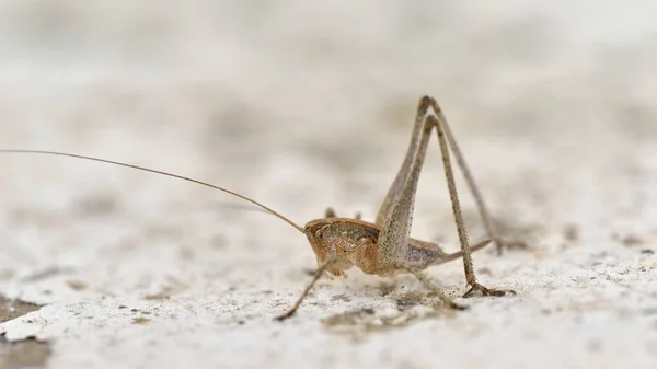 Rhacocleis Germanica Medelhavet Bush Cricket Kreta — Stockfoto
