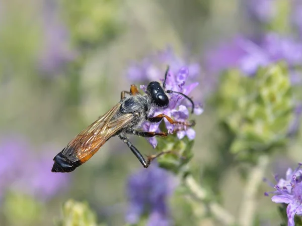 Sphex Funerarius Golden Digger Wasp Species Digger Wasp Belonging Family — Stock Photo, Image