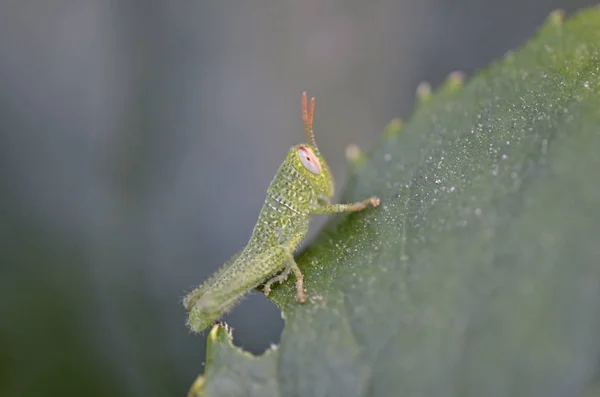 Anacridium Aegyptium Est Une Espèce Insectes Sous Famille Des Cyrtacanthacridinae — Photo