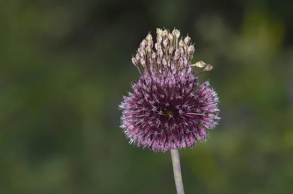 Allium Sphaerocephalon Amaryllis Ailesinde Yuvarlak Başlı Pırasa Aynı Zamanda Yuvarlak — Stok fotoğraf