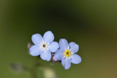 Myosotis, Yunanistan 'ın Boraginaceae familyasından bir bitki cinsidir.