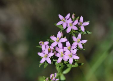 Avrupa centaury (Centaurium erythraea), Yunanistan
