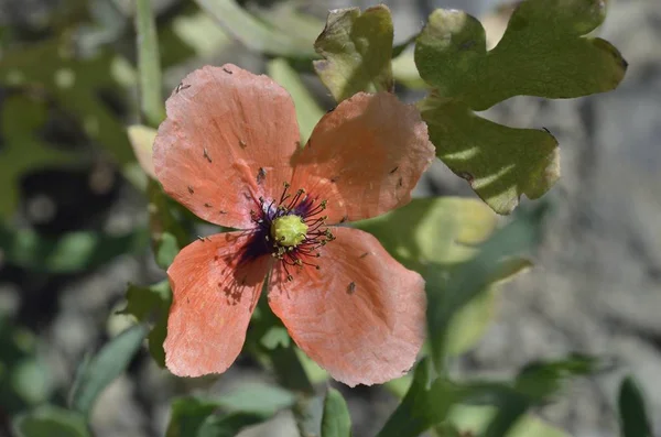 Papaver Dubium Вид Маку Відомий Під Загальною Назвою Довгоголовий Мак — стокове фото