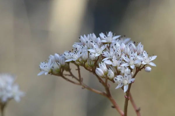 Sedum Albümü Beyaz Stonecrop Crassulaceae Yunanistan Sedum Cinsi Bir Çiçekli — Stok fotoğraf