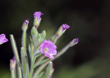 Epilobium hirsutum (tüylü söğütherb) Yunanistan'ın Onagraceae familyasında söğütherb cinsine ait çiçekli bir bitkidir.