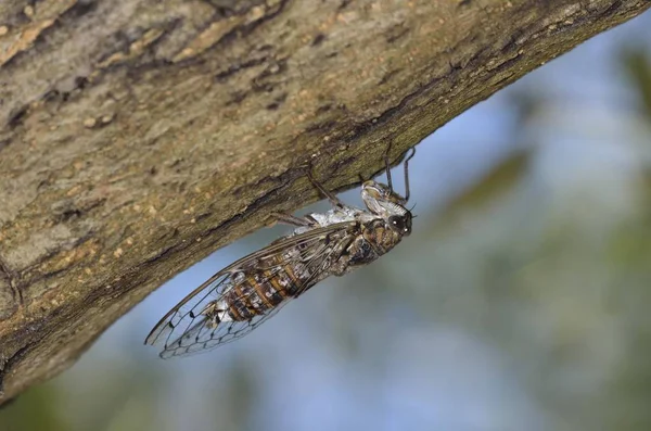 Kreteńska Cicada Cicada Cretensis Kreta — Zdjęcie stockowe