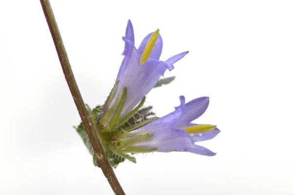 Campanula Trachelium Genellikle Isırgan Terk Çan Çiçeği Denir Yunanistan — Stok fotoğraf