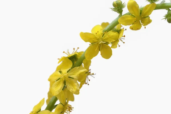 Agrimonia eupatoria genellikle ortak agrimony, kilise çan kulesi veya sticklewort, Yunanistan olarak adlandırılan agrimony bir türüdür