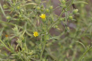 Dittrichia graveolens, yaygın stinkwort veya kokuşmuş fleabane olarak bilinen, Girit