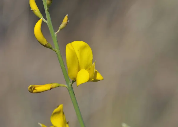 Spartium Junceum Běžně Známé Jako Španělské Koště Nebo Štěkadové Koště — Stock fotografie