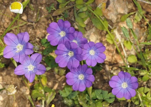 Venus Looking Glass Legousia Pentagonia Crete — Stock Photo, Image