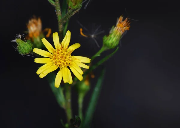 Dittrichia Viscosa También Conocida Como Falsa Cabeza Amarilla Fleabano Leñoso — Foto de Stock