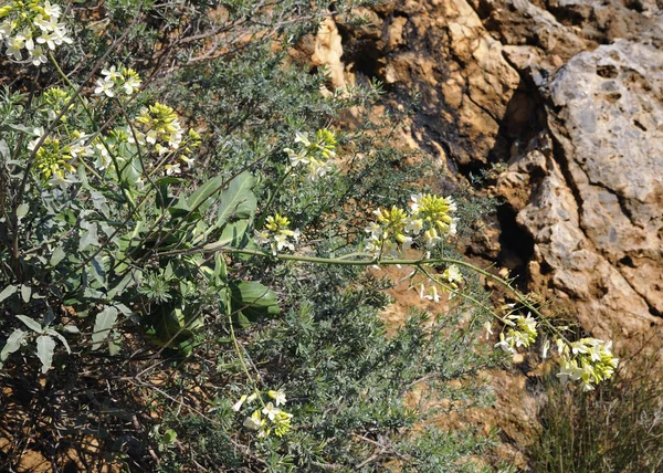 stock image The endemic Brassica cretica, Crete