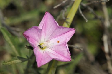 Convolvulus oleifolius (Pembe Bindweed), Girit