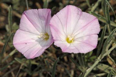 Convolvulus oleifolius (Pembe Bindweed), Girit