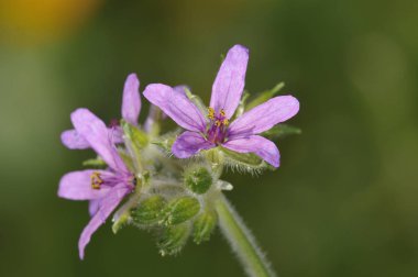 Erodium cicutarium, redstem filaree olarak da bilinir, redstem leylek gagası, ortak leylek gagası veya pinweed, Girit