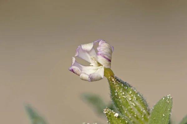 Catchfly Silene Succulenta Subsp Succulenta Kréta — Stock fotografie