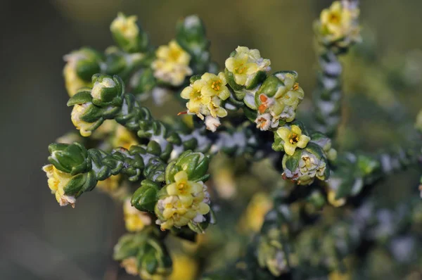 Thymelaea Hirsuta Arabské Jméno Mitnan Kréta — Stock fotografie