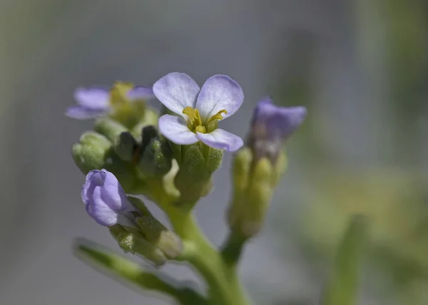 Cakile Maritima European Searocket Vanlig Växtart Familjen Senap Kreta — Stockfoto