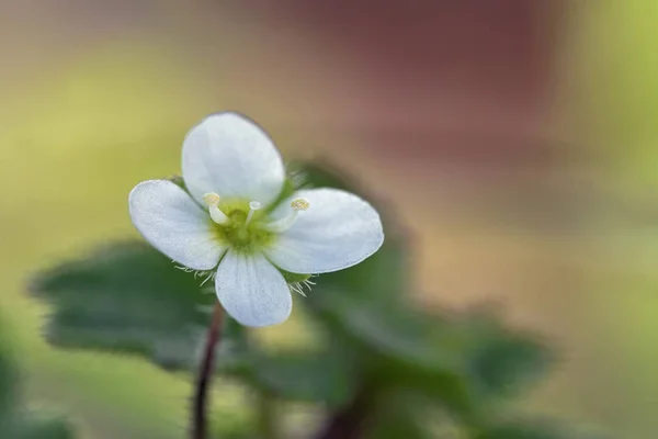 Вероніка Цимбаларія Блідий Speedwell Крит — стокове фото