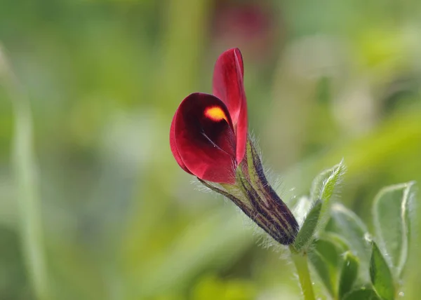 Tetragonolobus purpureus, kuşkonmaz-bezelye veya kanatlı bezelye olarak bilinen, yıllık baklagiller bitki, Girit