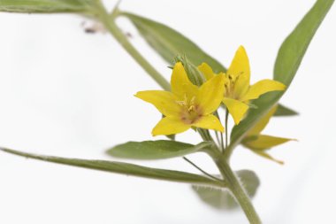 Lysimachia punctata (Sarı Loosestrife), Yunanistan