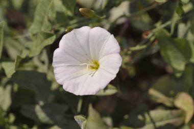 Convolvulus arvensis, Girit 'in güneydoğusunda yer alan bir kuş türü.
