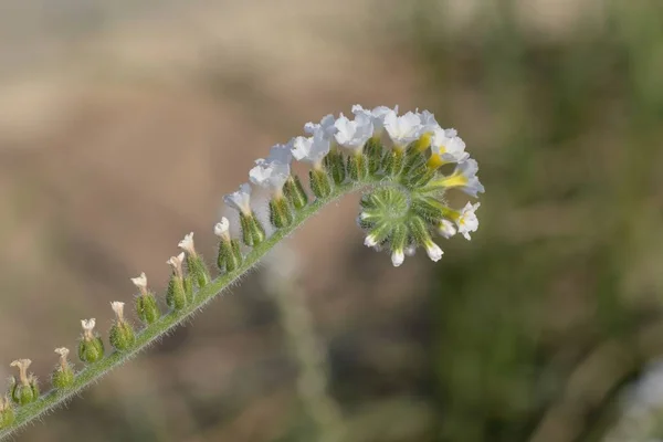 Heliotropium Hirsutissimum Family Boraginaceae Crete — стокове фото